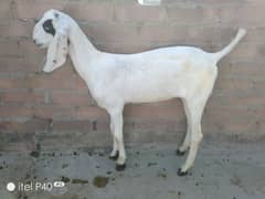 goat's for sale/rajanpuri cross Bakra bakri