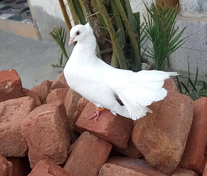 pigeon 0