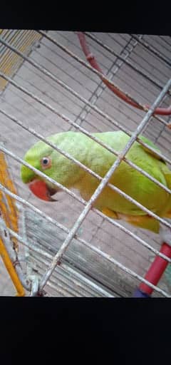 Ringneck parrot