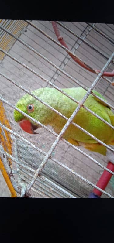 Ringneck parrot 0