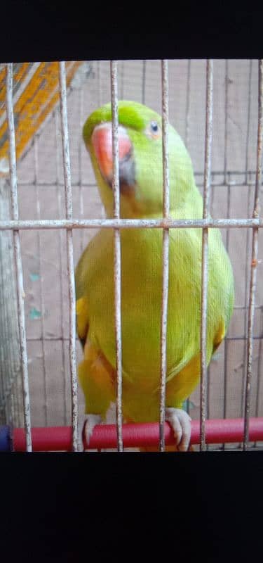 Ringneck parrot 1