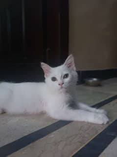 Persian kitten