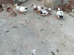 ducks