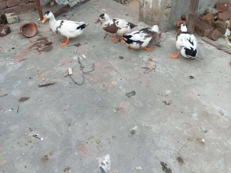 ducks 0