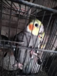 breeder cocktail female grey and cream cross location hyderabad no 8