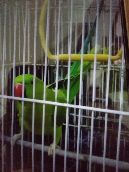 ringneck parrot 2