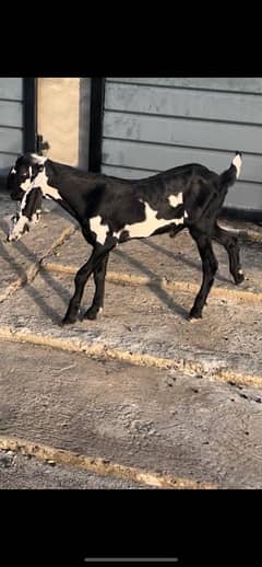 betal and makhi cheeni goats available 0