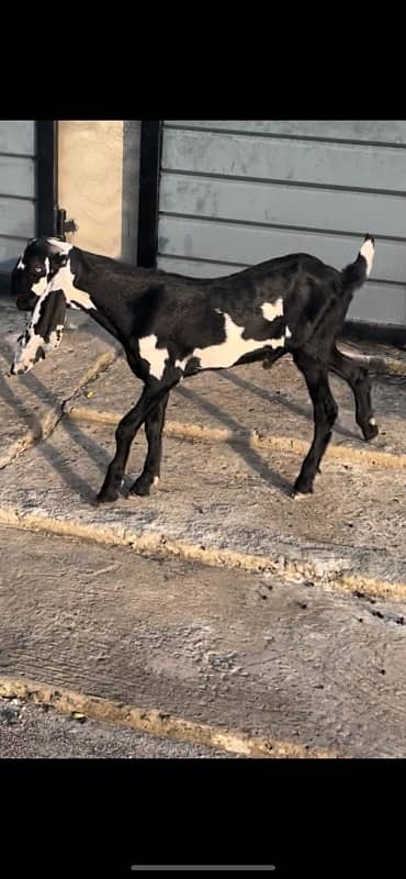 betal and makhi cheeni goats available 0