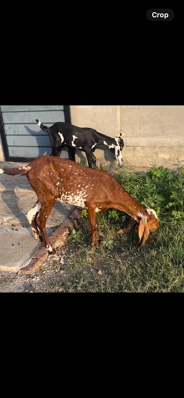 betal and makhi cheeni goats available 1