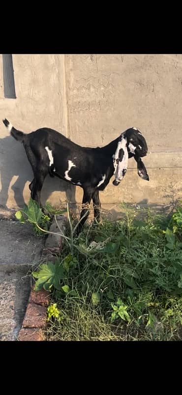 betal and makhi cheeni goats available 2