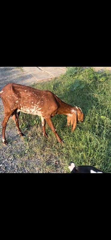 betal and makhi cheeni goats available 3