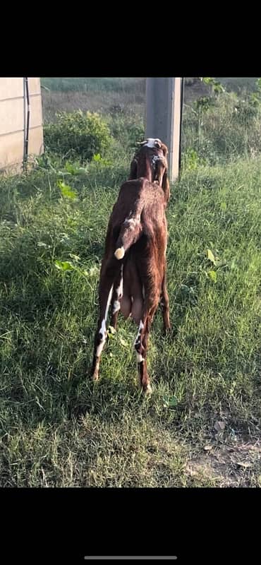 betal and makhi cheeni goats available 4