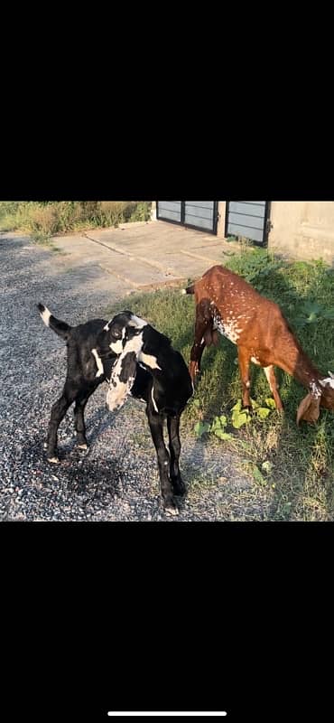 betal and makhi cheeni goats available 5