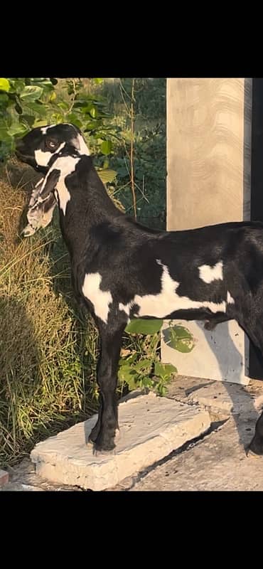 betal and makhi cheeni goats available 6