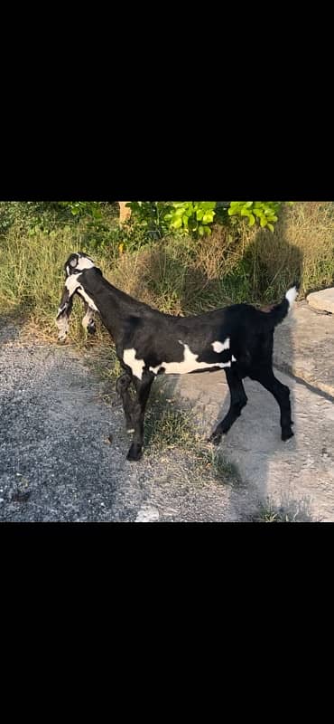 betal and makhi cheeni goats available 7