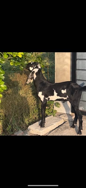 betal and makhi cheeni goats available 8