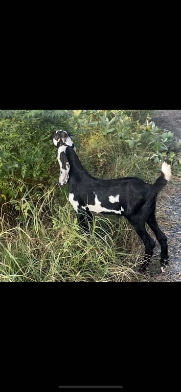 betal and makhi cheeni goats available 9