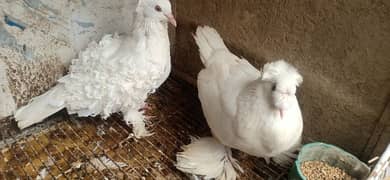 fancy pigeon sale and exchange possible eggs lying hens