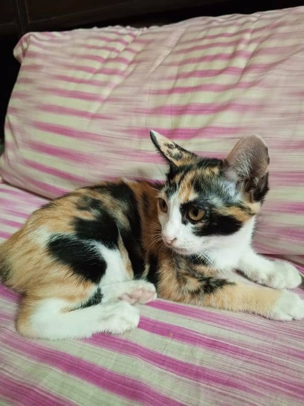 Female kitten for sale 2