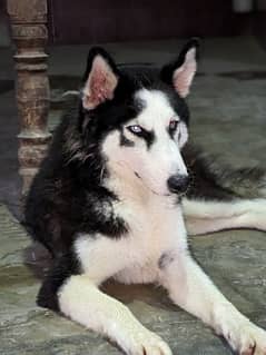 Husky Female