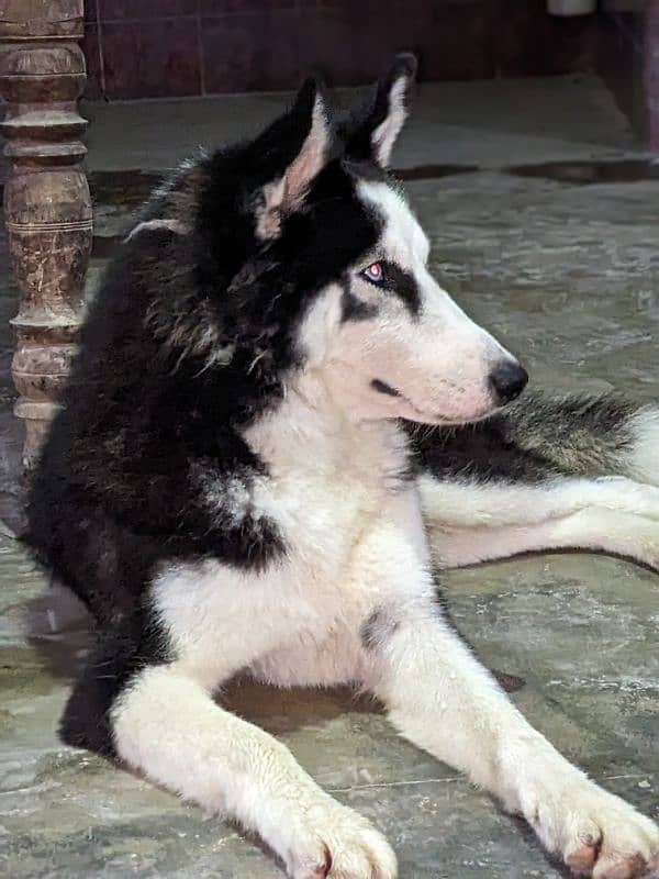 Husky Female 1