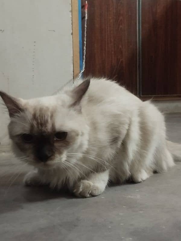 Siamese cat 1.5 year 2