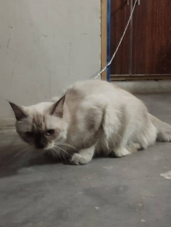 Siamese cat 1.5 year 5