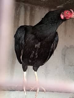 Aseel hen for sale