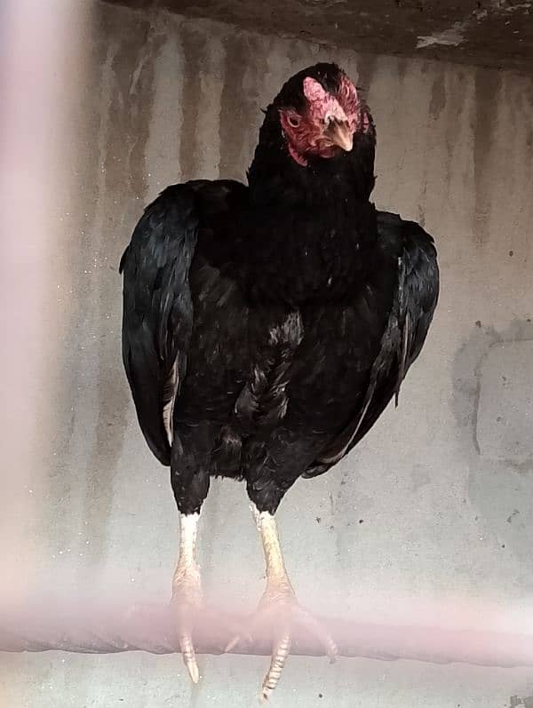 Aseel hen for sale 1