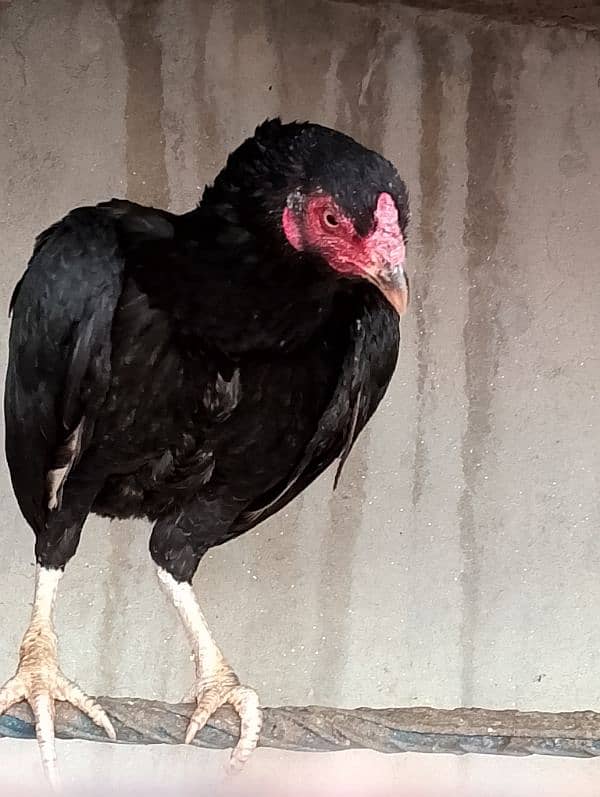 Aseel hen for sale 3