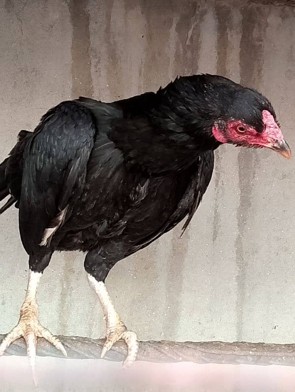 Aseel hen for sale 4