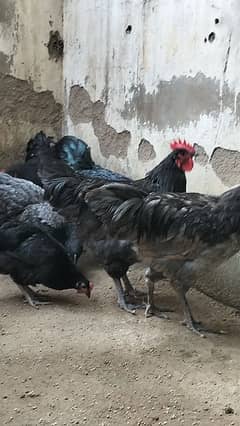 Australorp Here Teach Male Blue & Black