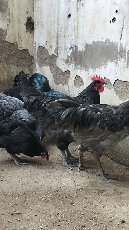 Australorp Here Teach Male Blue & Black 0