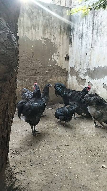 Australorp Here Teach Male Blue & Black 2