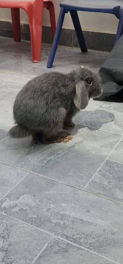 Hotlop Rabbit (Grey- Male)