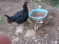 Aseel hen with 4 Gueana Fawl one month chicks