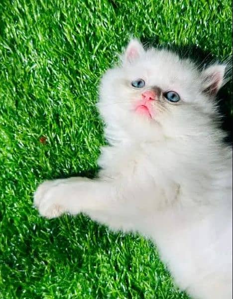 Persian cat 1