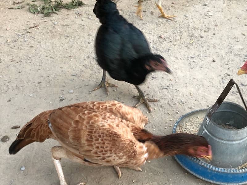 aseel birds for sale 3