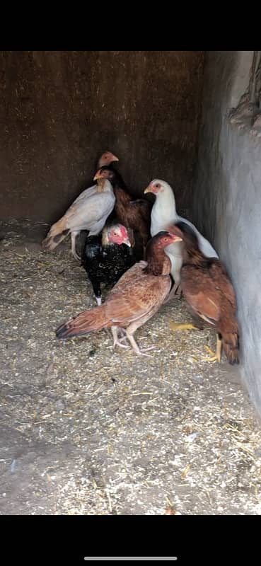 aseel birds for sale 4