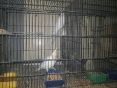 confrm breedar pair for sale 2 jory hn 0