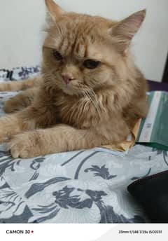 Persian Male Cat