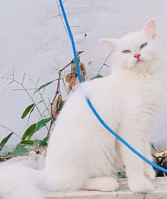 persian  cat