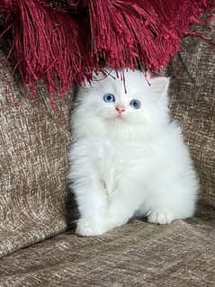 Persian triple coat Blue eyes kitten for sale