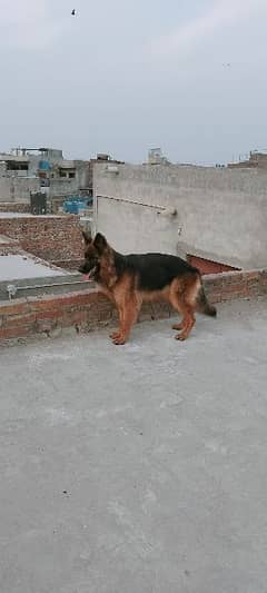 Long coat German Shepherd Female