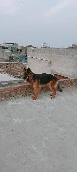 Long coat German Shepherd Female 0