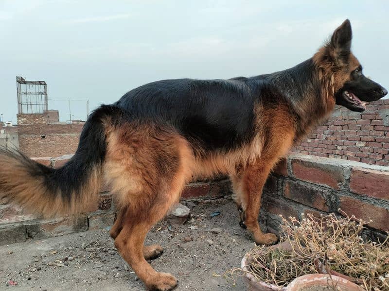 Long coat German Shepherd Female 2