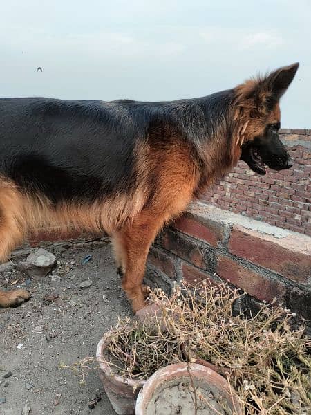 Long coat German Shepherd Female 3