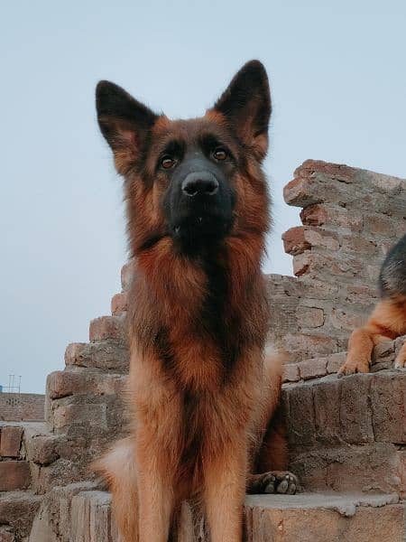 Long coat German Shepherd Female 5