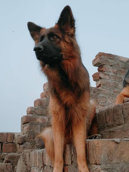 Long coat German Shepherd Female 6