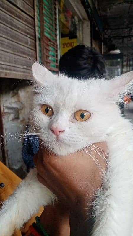 Persian male cat 3